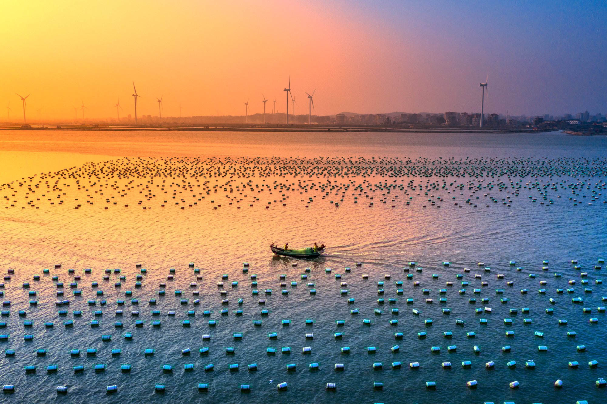 《金色海洋》,摄影杨荣貌